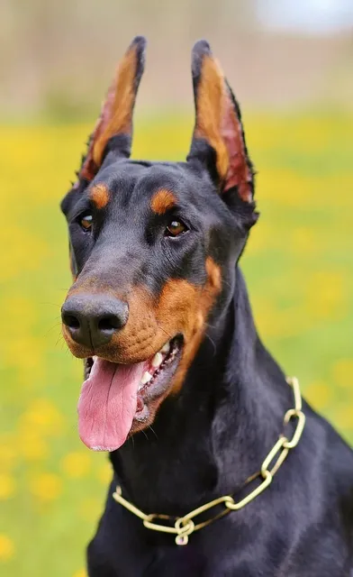 Blechschild Dobermann Deutschland 1850 hund  Metallschild tin sign Deko