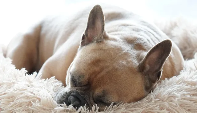 Blechschild Hier Wache Ich Französische Bulldogge Hund 