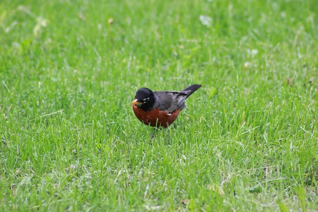 Blechschild Der frühe Vogel kann mich mal 27x10 tin sign