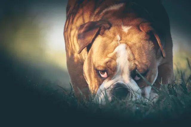 Blechschild Hund Kein Heim ohne ein Bulldogge  Metallschild Deko 20x30 tin sign 
