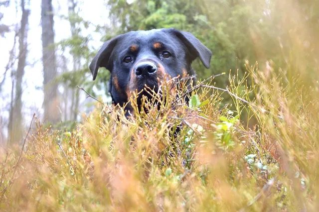 Blechschild Hunde müssen draußen bleiben. 