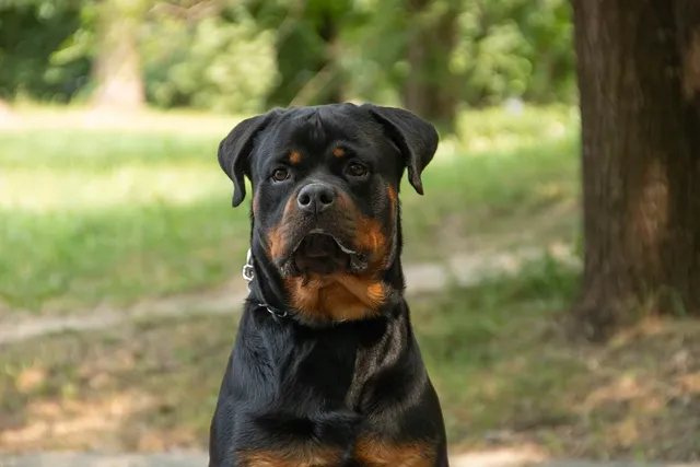 Blechschild Hier Wache Ich Rottweiler Hund 