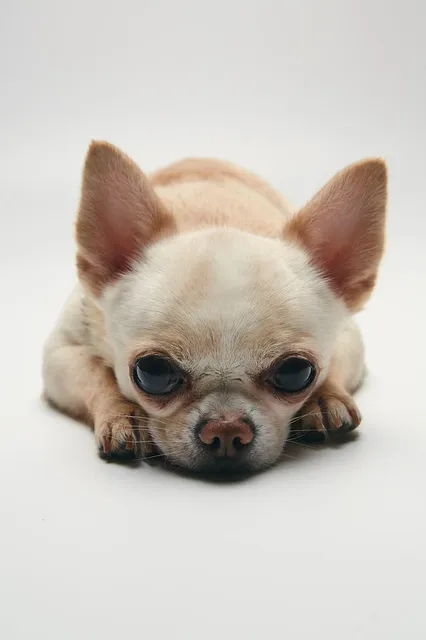 Blechschild Hier Wache Ich Chihuahua Hund  Metallschild tin sign Deko