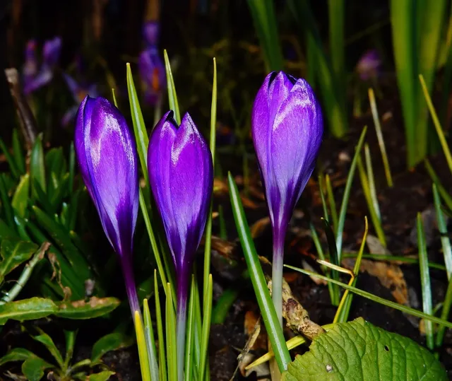 Blechschild den Garten betritt man nicht mit den Füßen sondern... Deko
