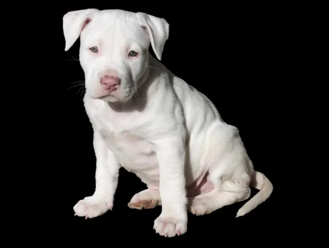 Blechschild Hier Wache Ich Pit Bull Terrier Hund  Metallschild tin sign Deko
