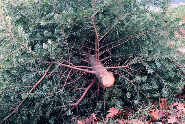 Blechschild Weihnachtsbaum Verkauf 