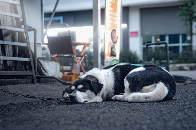 Blechschild Hier wohne ich Jagdhund straßenschild 