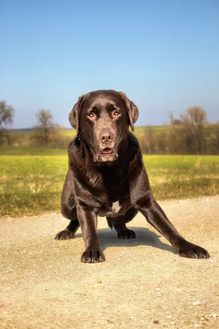 Blechschild Hund Kein Heim ohne Labrador Metallschild Wanddeko 20x30 tin sign 