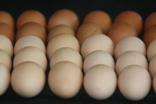 Blechschild Fresh Eggs gockel 