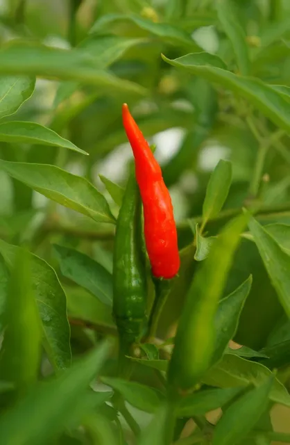 Blechschild Chilli Heat Guide scovile Metallschild Wanddeko 20x30 cm tin sign