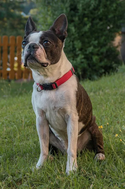 Fun Bilderrahmen Boston Terrier Brewing Co. Alkohl Bier Hunde  Deko