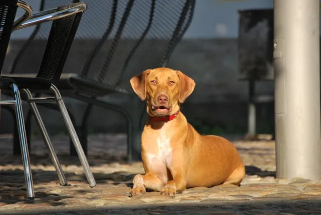 Blechschild Hier wohne ich Pincher Dobermann hund straßenschild 